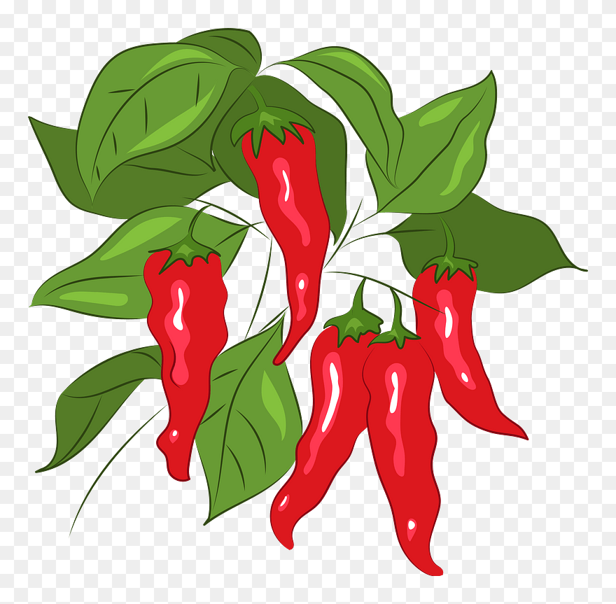 Chili Clipart - Bird's Eye Chili - Png Download