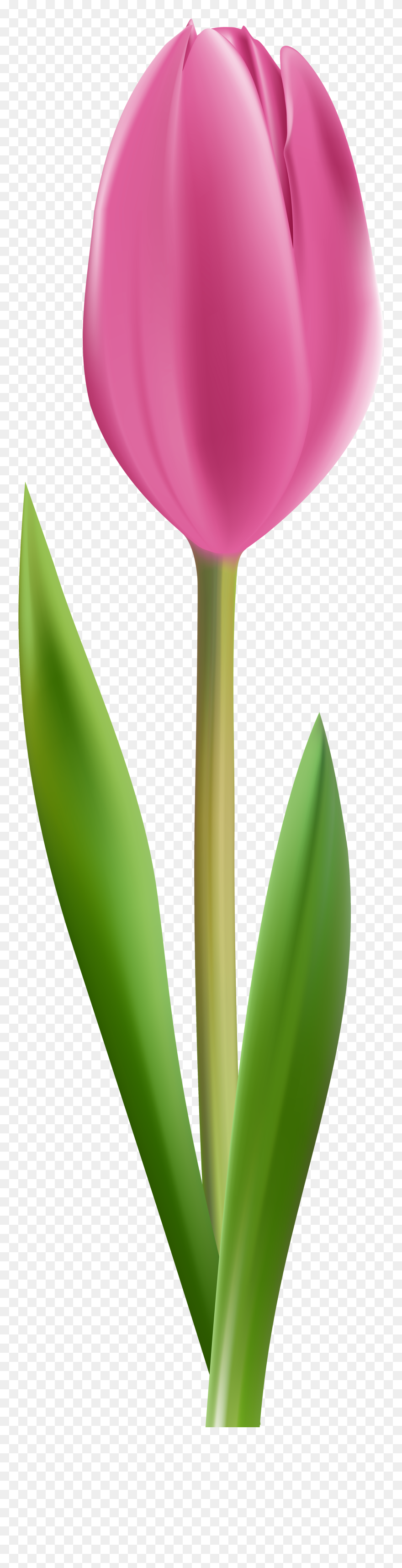 Pink Tulip Transparent Clip Art Imageu200b Gallery - Pink Tulip Transparent Background - Png Download