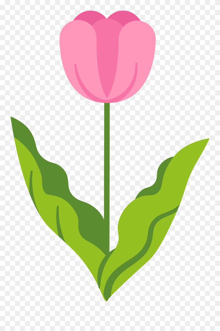 Sprenger's Tulip Clipart