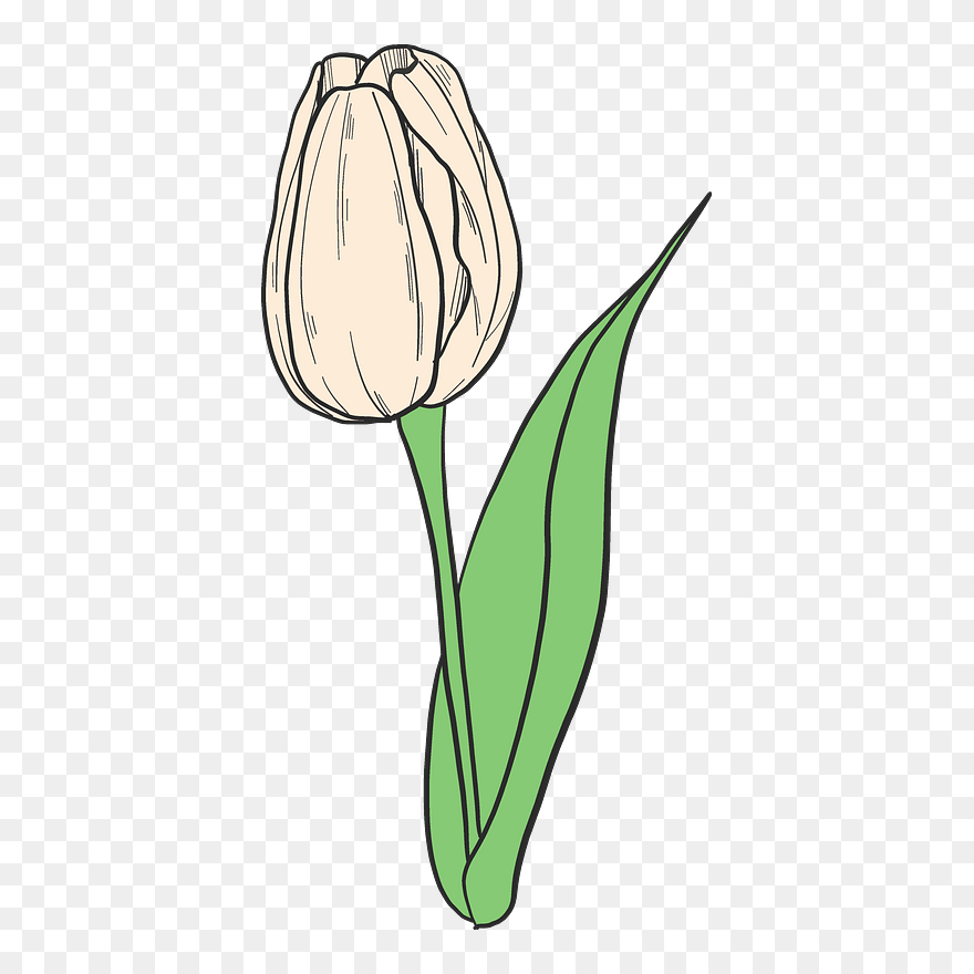 White Tulip Clipart - Png Download