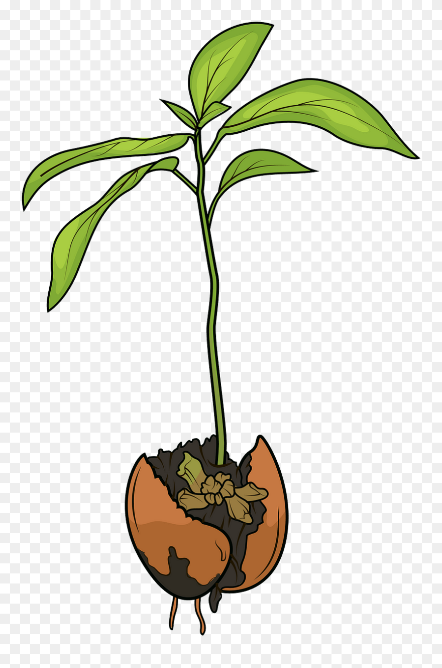 Avocado Sprout Clipart - Sprout Clipart - Png Download