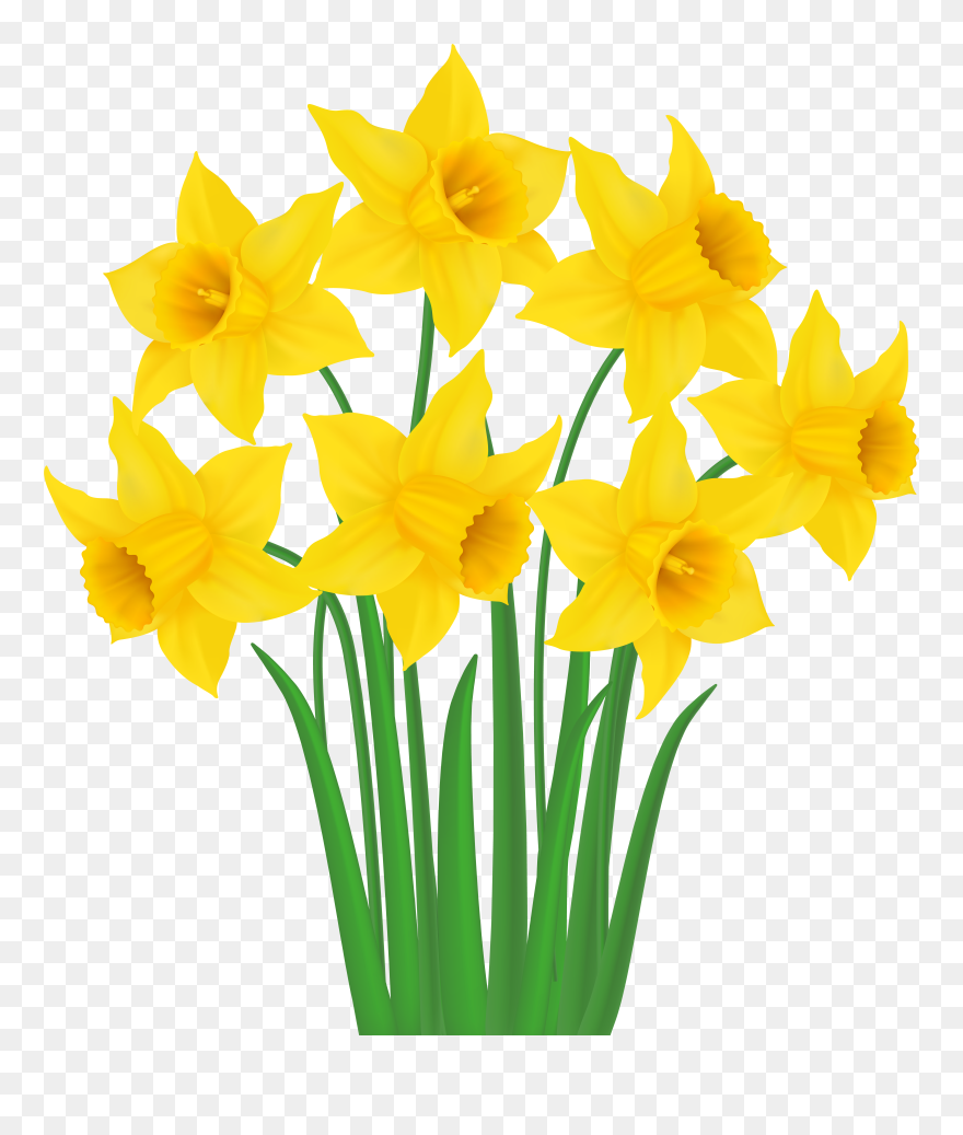 Yellow Daffodils Png Transparent Clip Art Image