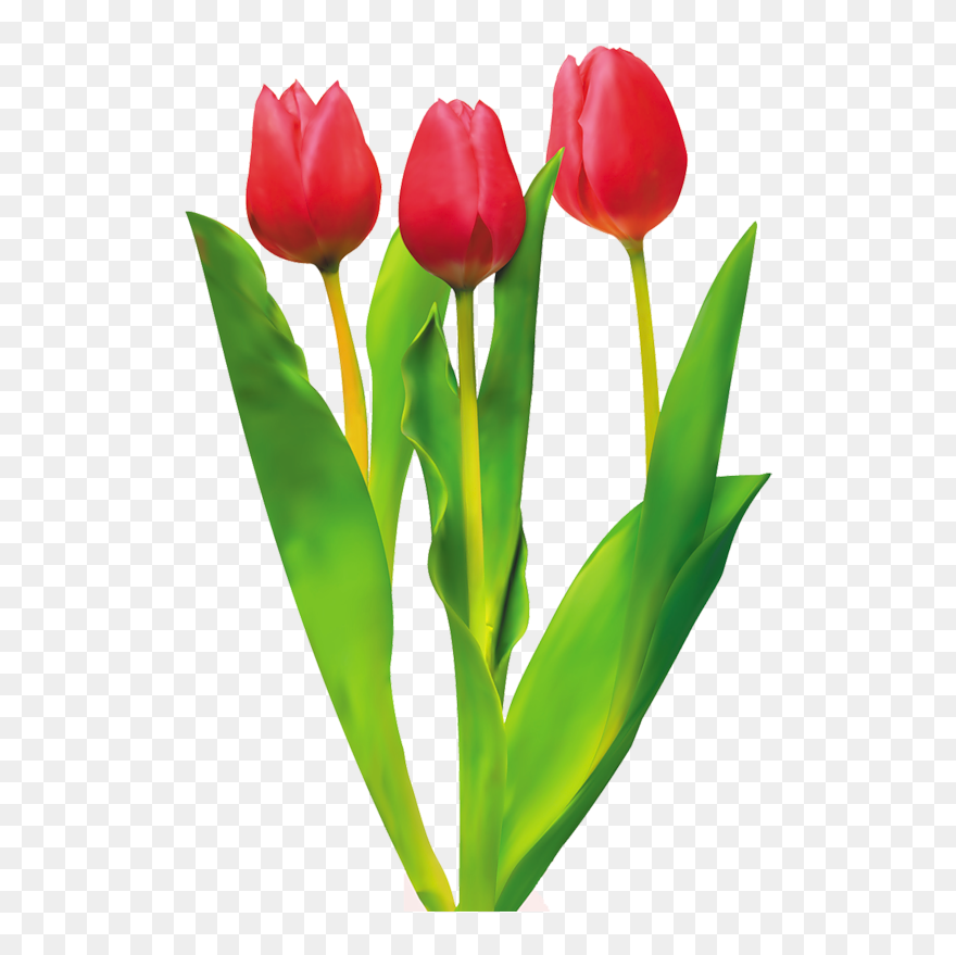 Tulip Cut Flowers Red - Red Tulips Clipart Png Transparent Png