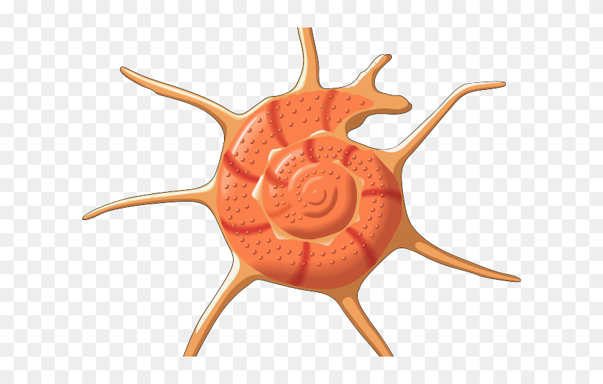 Clip Art - Png Download