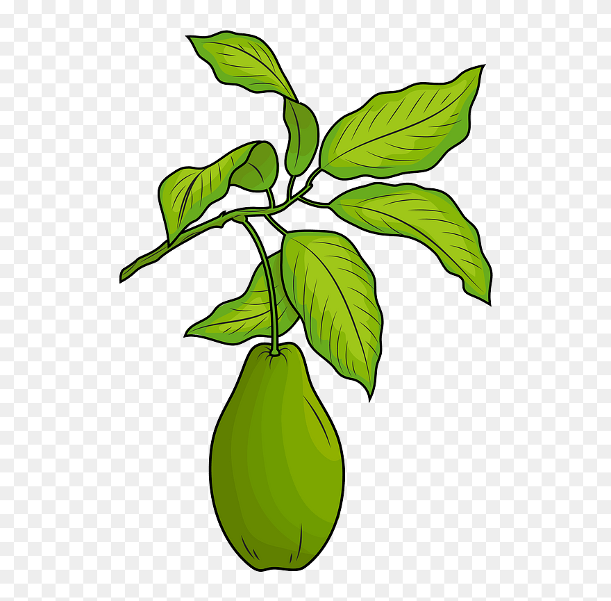 Avocado With Leaves Clipart - Avocado Leaf Clipart - Png Download