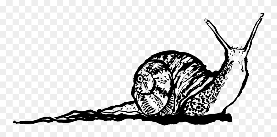 Biology Drawing Snail Transparent Png Clipart Free - Transprent Png Black And White Snail Png