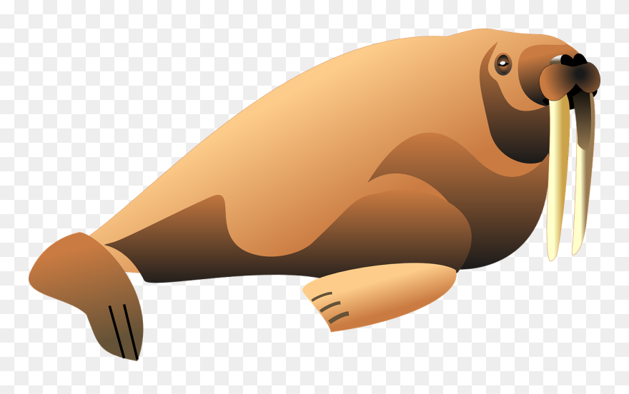 Clipart Walrus - Png Download