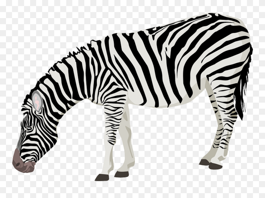 Grazing Zebra Png Icons - Zebra Png Clipart