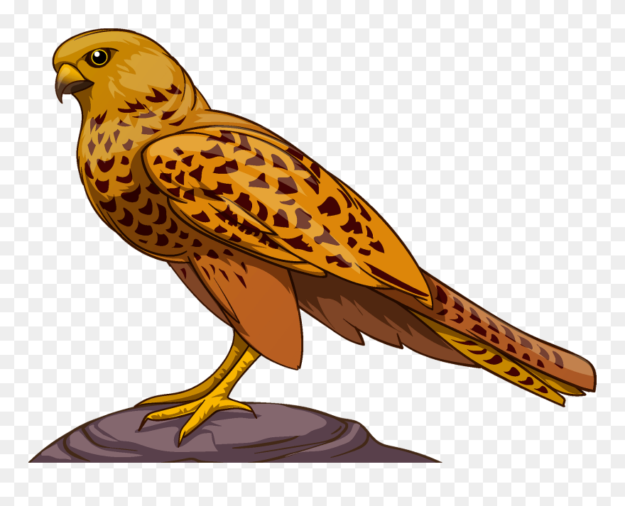 Falcon Clipart