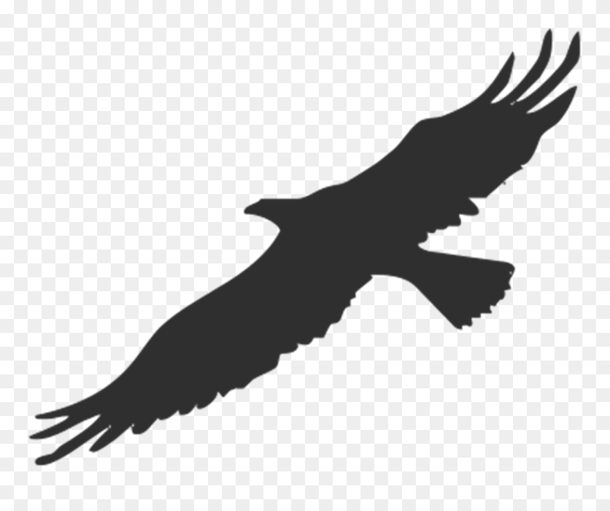 Bird Bald Eagle Silhouette Clip Art - Transparent Silhouette Eagle - Png Download