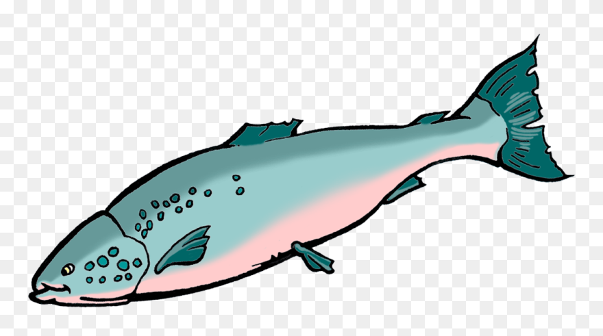 Bio Benefits Ology Science - Salmon Clipart - Png Download