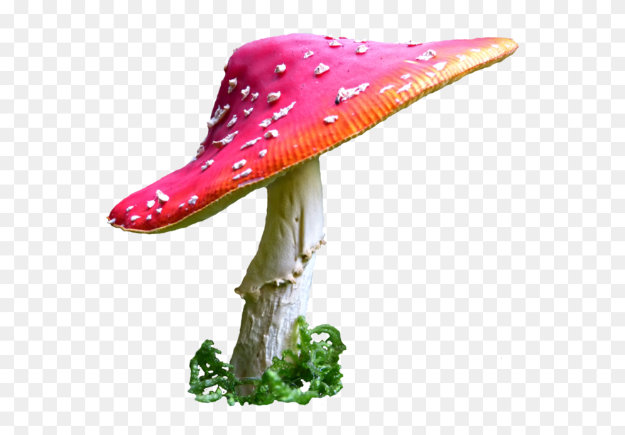 Download Alice In Wonderland Mushroom Png Clip Art Royalty Free Alice