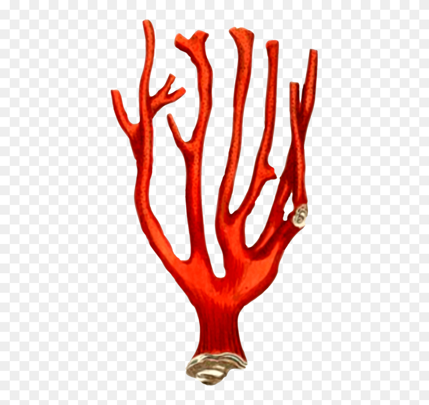 Organ,tree,hand - Coral Reef Design Clipart