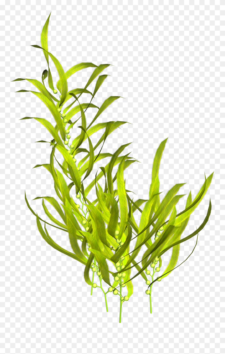 Seaweed Aquatic Plants Clip Art - Transparent Seaweed Png