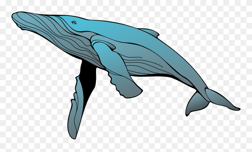 Humpback Whale Clipart - Png Download (#5212206) - PinClipart
