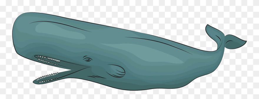 Sperm Whale Clipart - Png Download