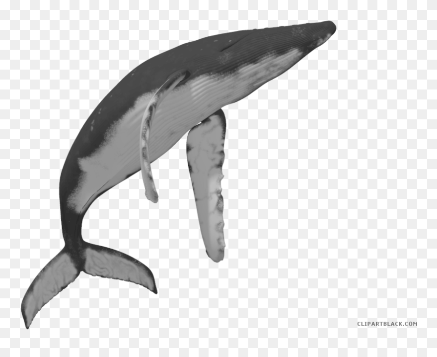 Humpback Whale Clipart Transparent - Humpback Whale Transparent Png