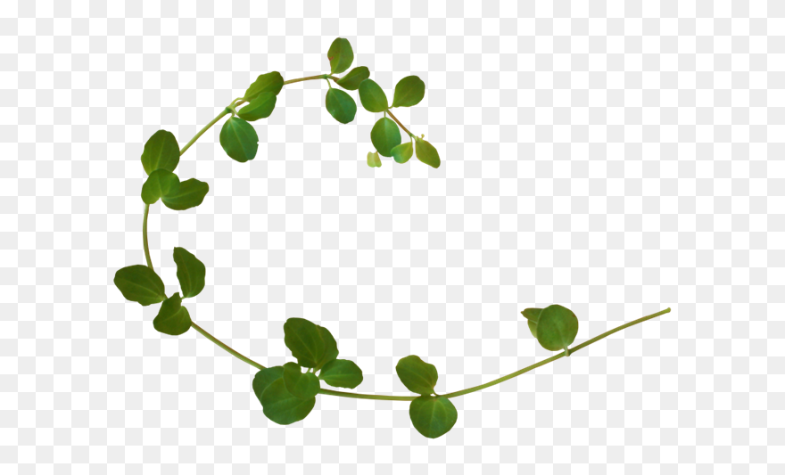 Vine Plant Clip Art - Plants - Png Download