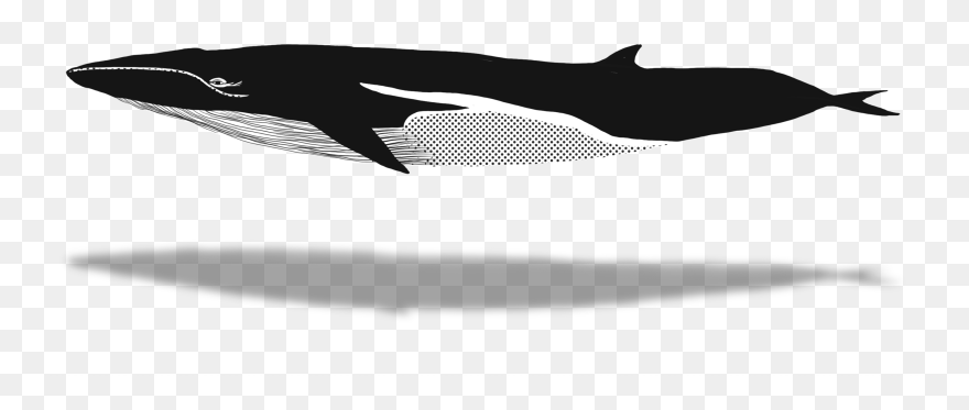 Beluga Whale Clipart Endless Ocean - Humpback Whale - Png Download