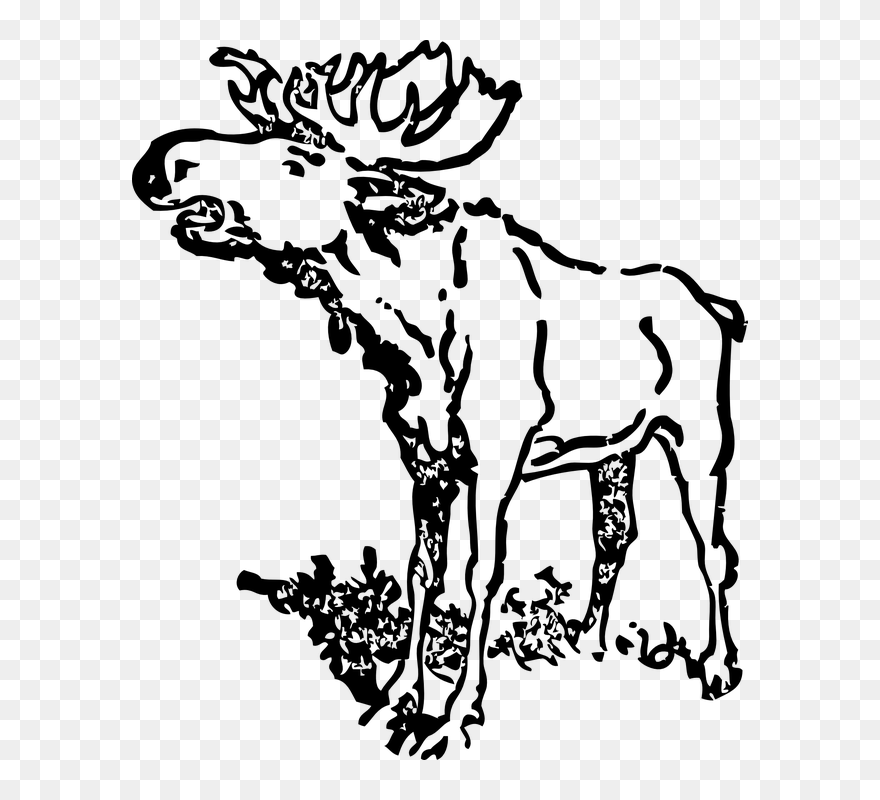 Moose Clip Art - Png Download