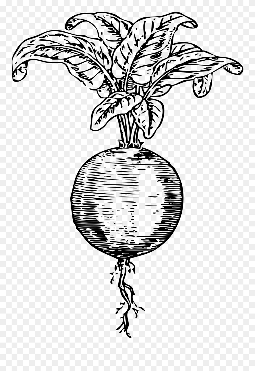 Black And White Beet Clipart - Png Download