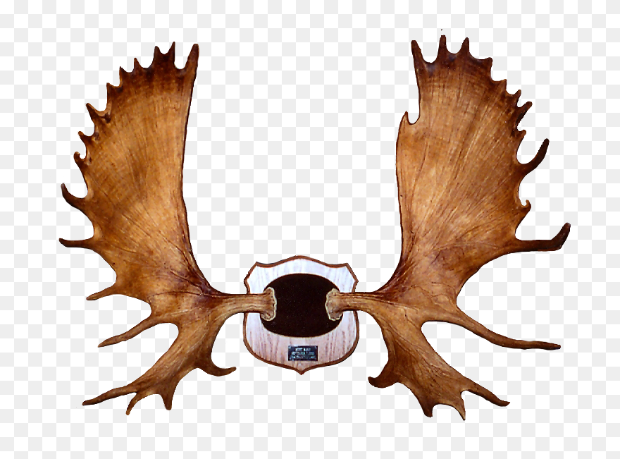 Moose Clipart - Moose Rack - Png Download