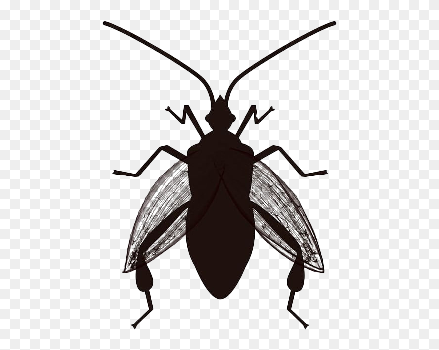 True Bug Insect Png Clipart - Bug The Question Geography Transparent Png