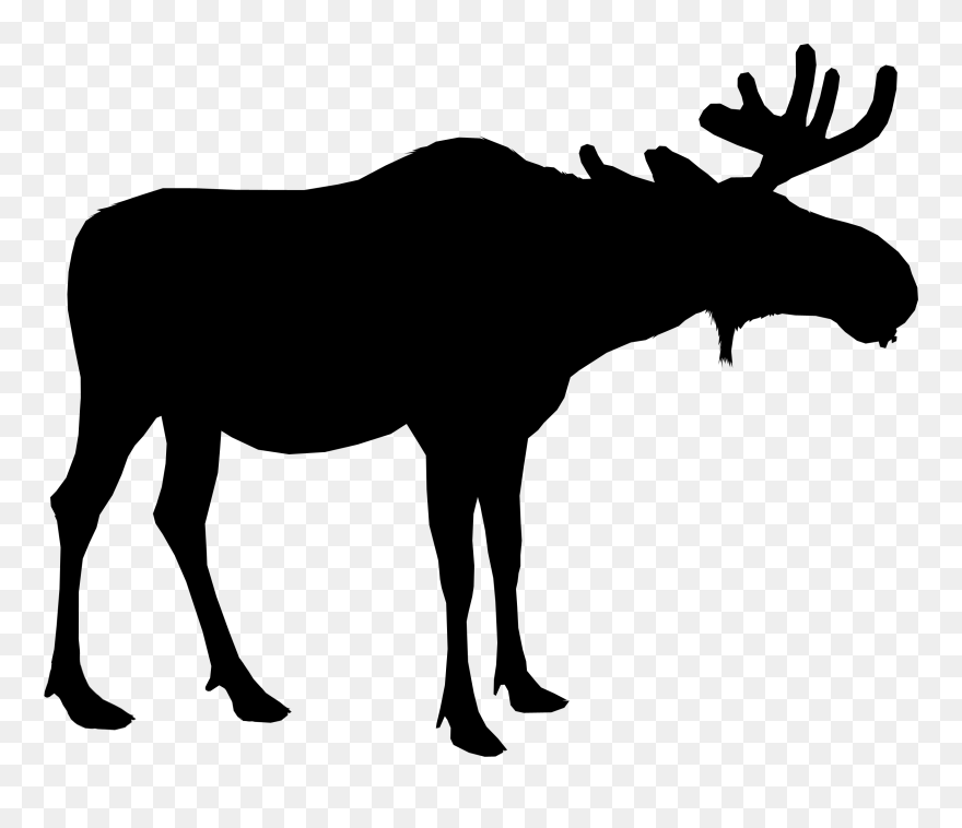 Moose Silhouette Deer Vector Graphics Portable Network - Moose Png Clipart