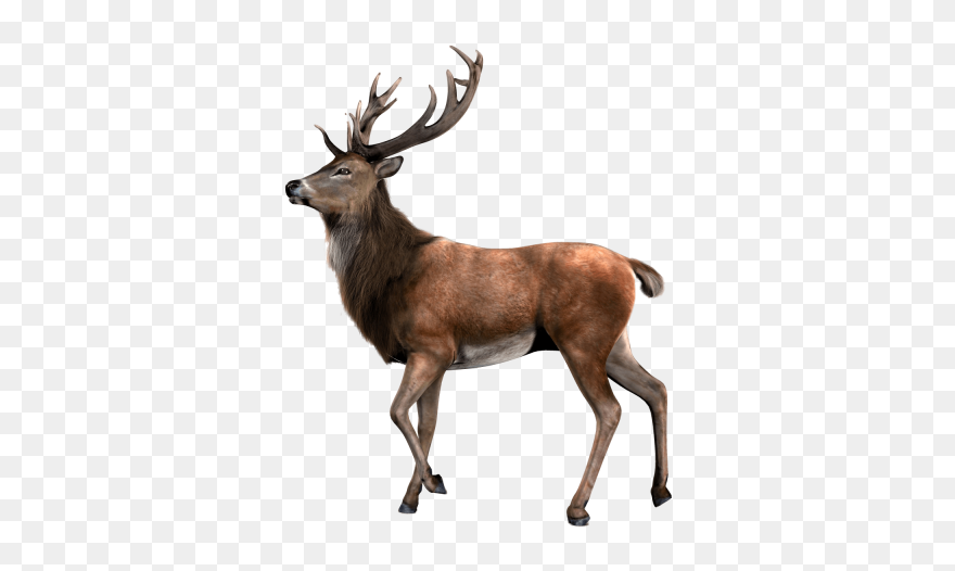 Transparent Background Deer Png Clipart