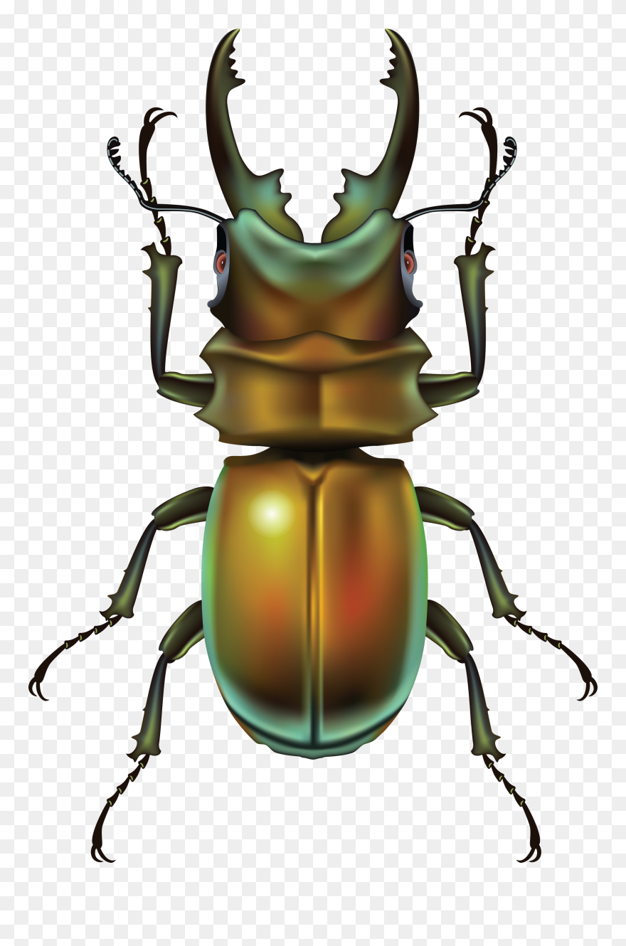 Bug Clipart Clipartfest - 会 动 的 图片 - Png Download