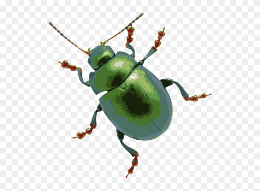 Beetle Transparent Clipart, Picture - Transparent Background Bugs Clipart - Png Download