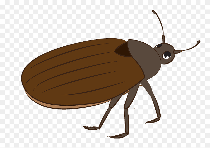Bug Clipart - Weevil - Png Download