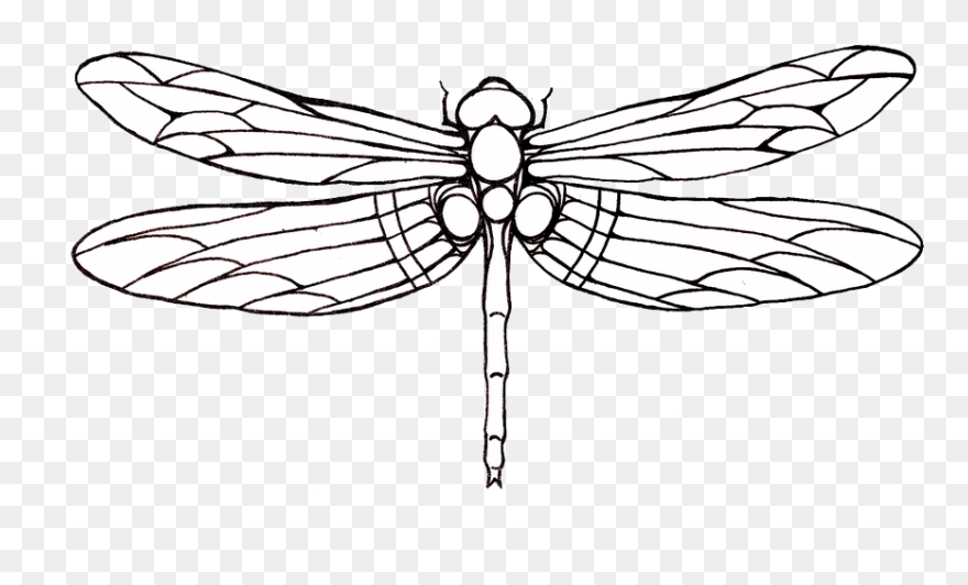 Transparent Drawing Clipart - Dragonfly Drawing - Png Download