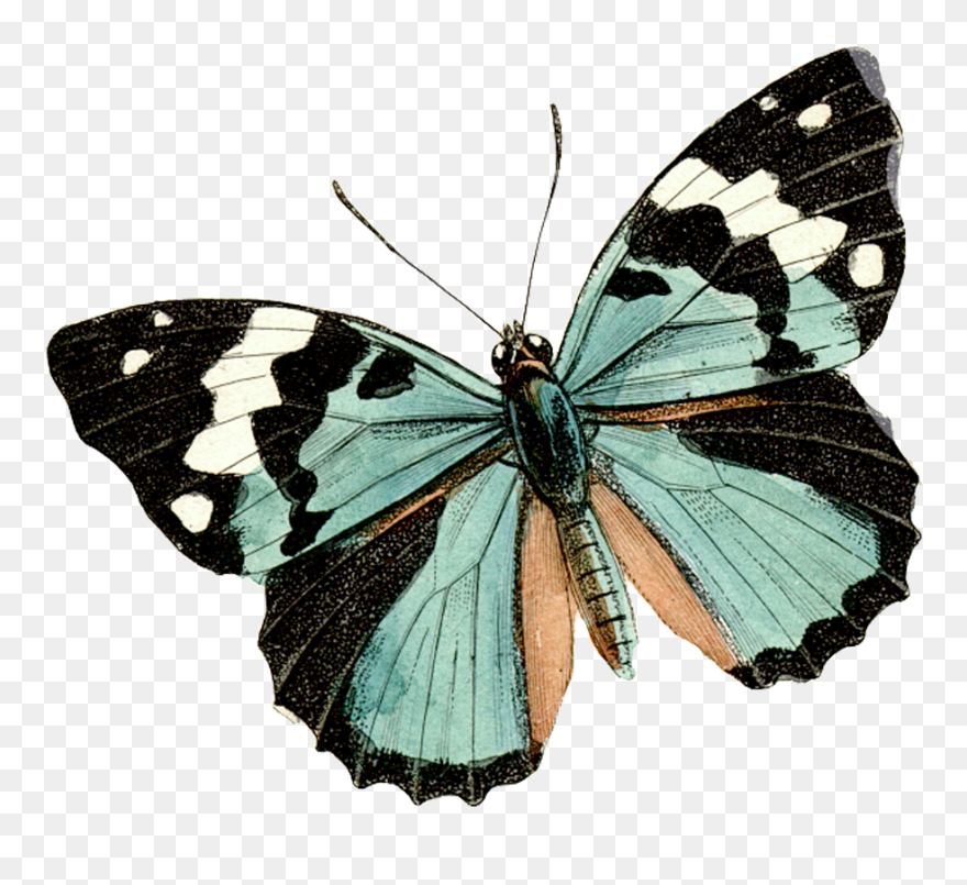 Dragonfly Clipart Vintage, Dragonfly Vintage Transparent - Vsco Butterfly Background - Png Download