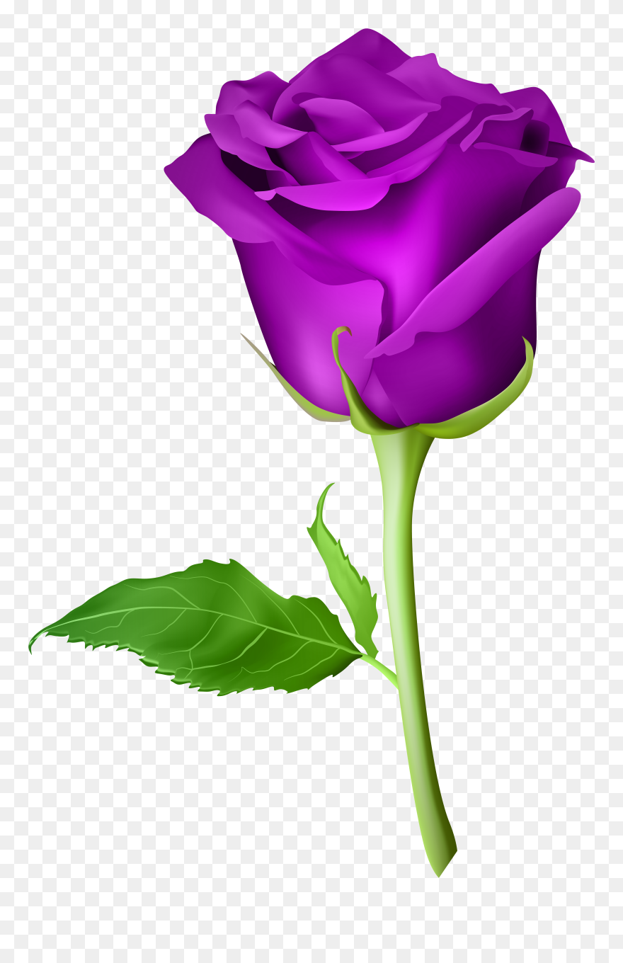 Purple Roses Background Png - Transparent Background Purple Rose Png Clipart