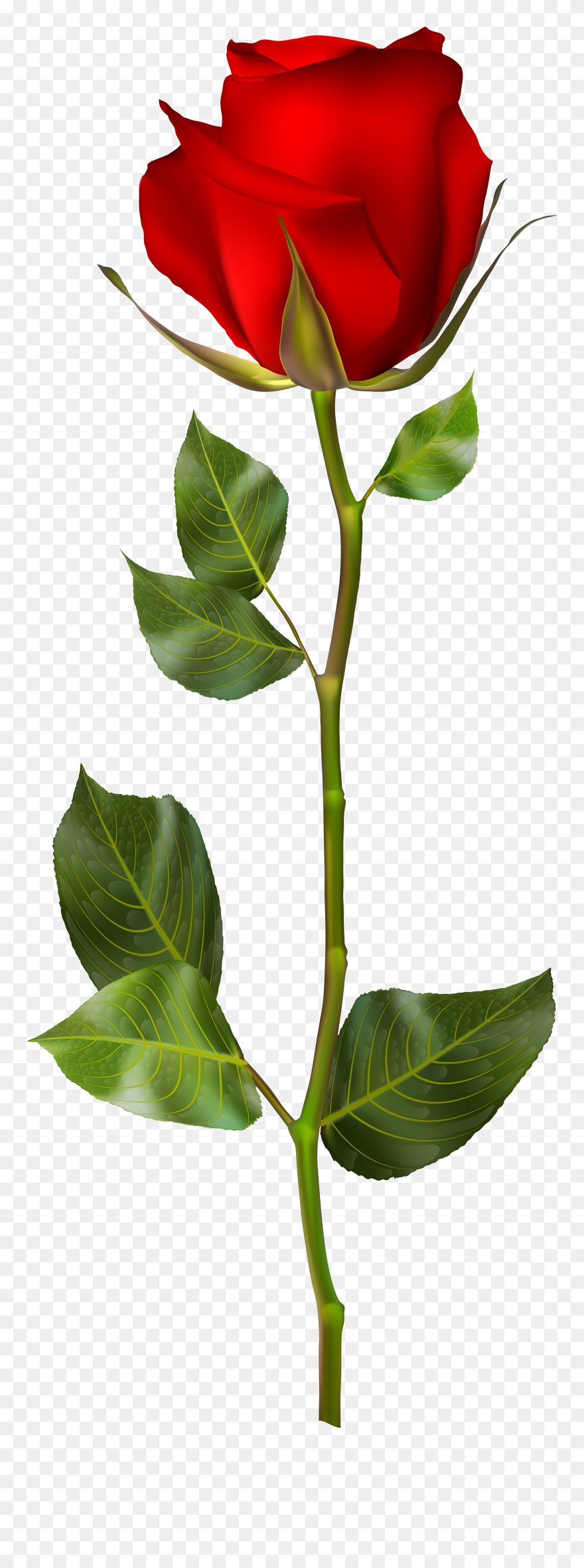 Red Rose Png Clip Art - Rose Photo Full Hd Transparent Png