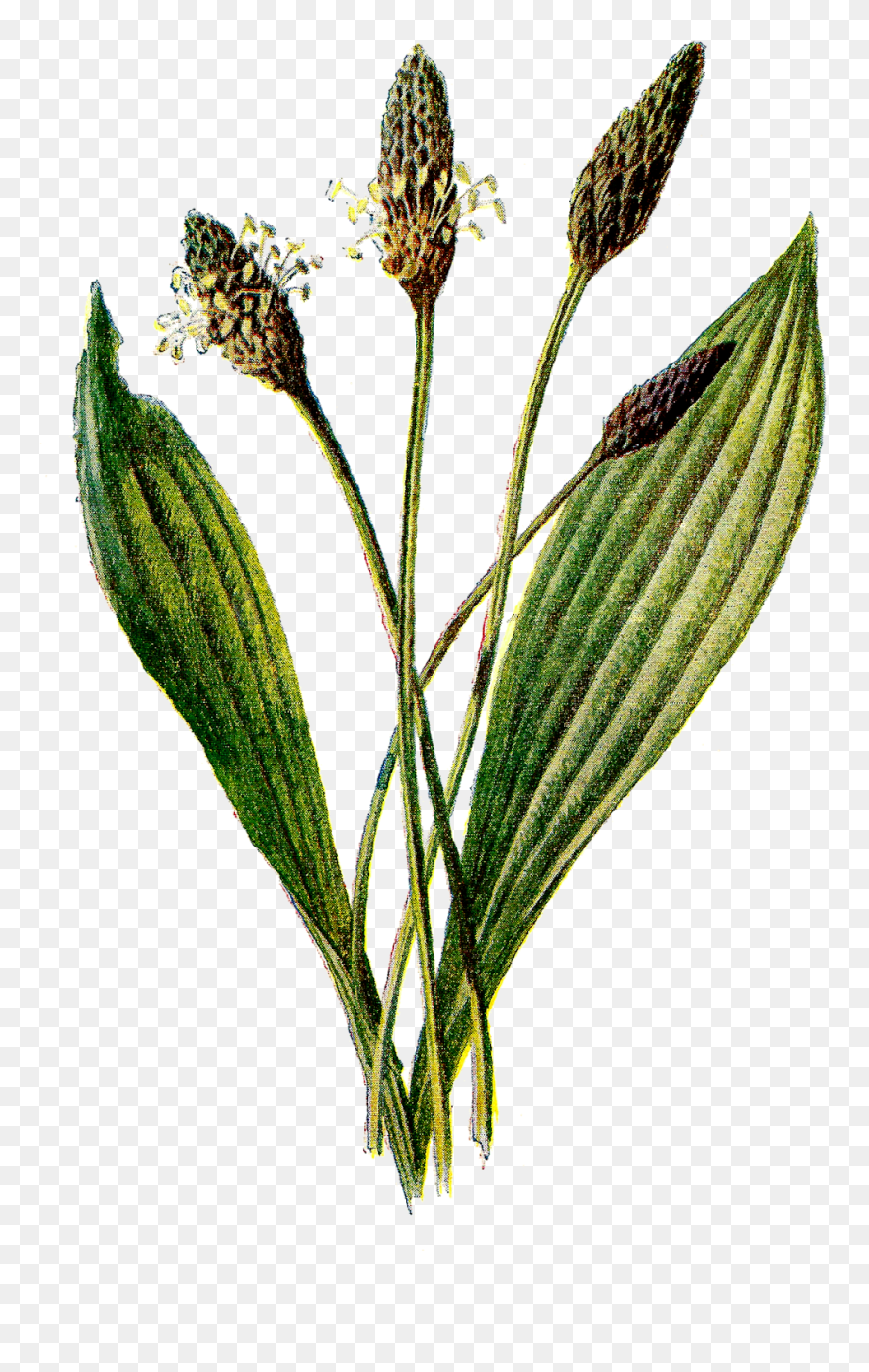 Ribwort Plantain Clipart