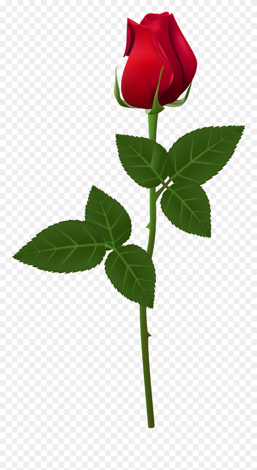 Color Roses Png Hd - Transparent Background Rose Png Clipart