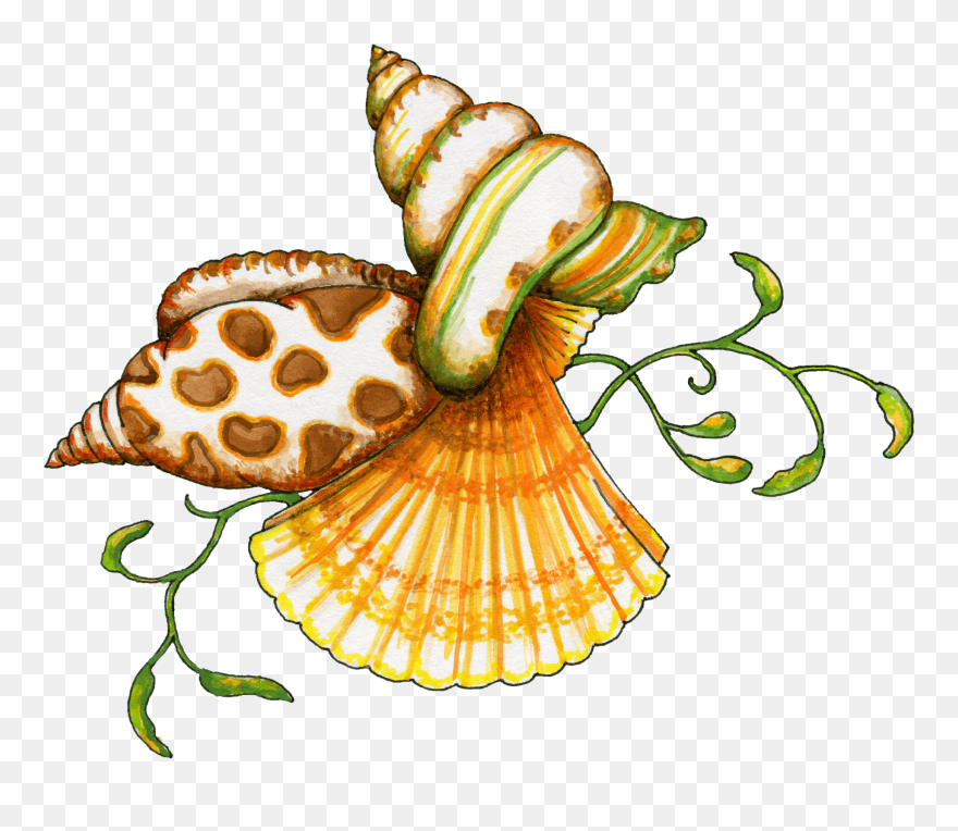 Sea Shell Clipart - Sea Shells Clipart Png Transparent Png