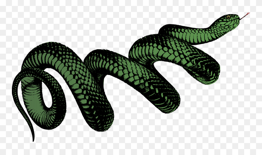 Elapidae,reptile,serpent - Black Snake Transparent Background Clipart