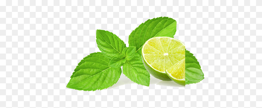 Basil Clipart Chocolate Mint - Illustration - Png Download