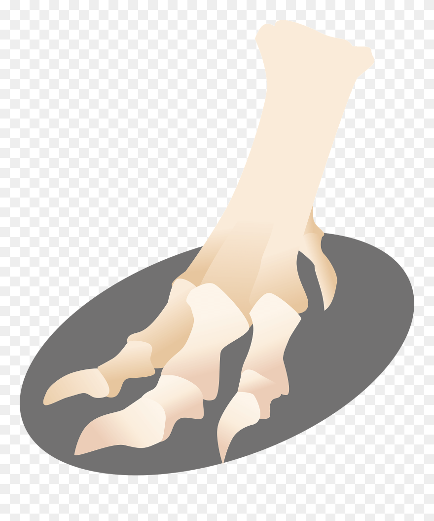 Dinosaur Bone Clipart - 恐竜 の 骨 足 - Png Download