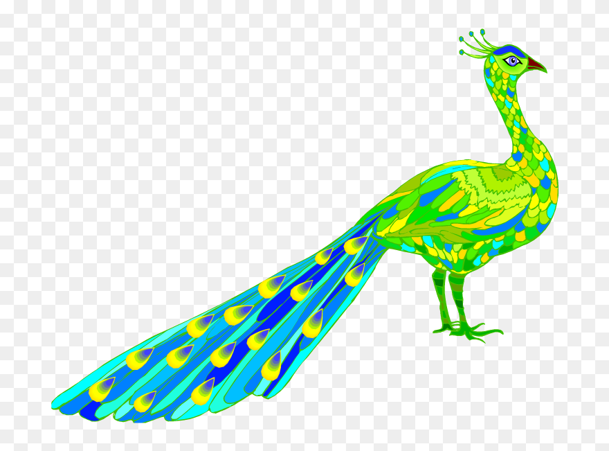 Peacock Clip Art Download - Peacock Drawing Side View - Png Download