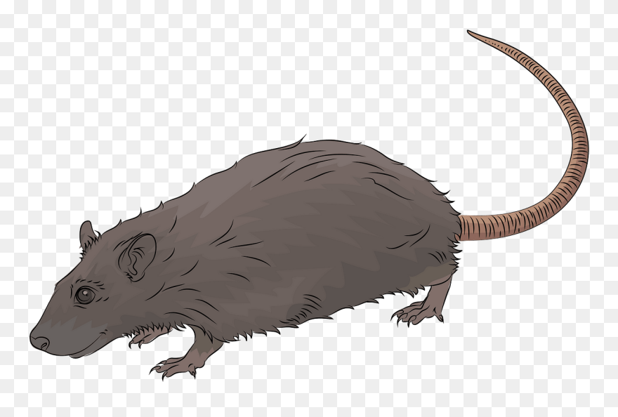 Free Download - Rat Clipart - Png Download