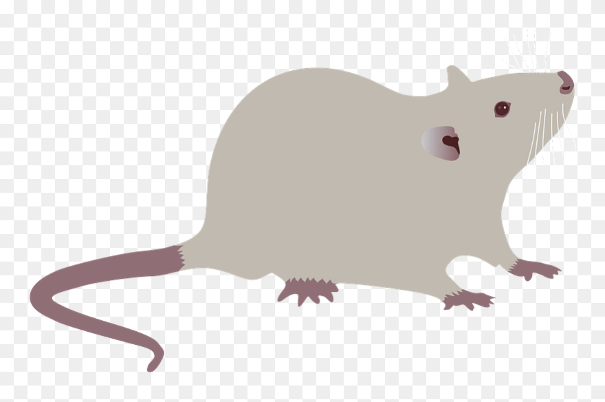 Rat Clipart - Mouse - Png Download