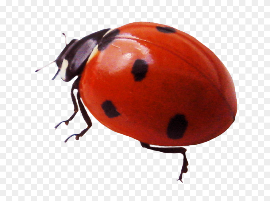 Ladybird Clipart - Png Download