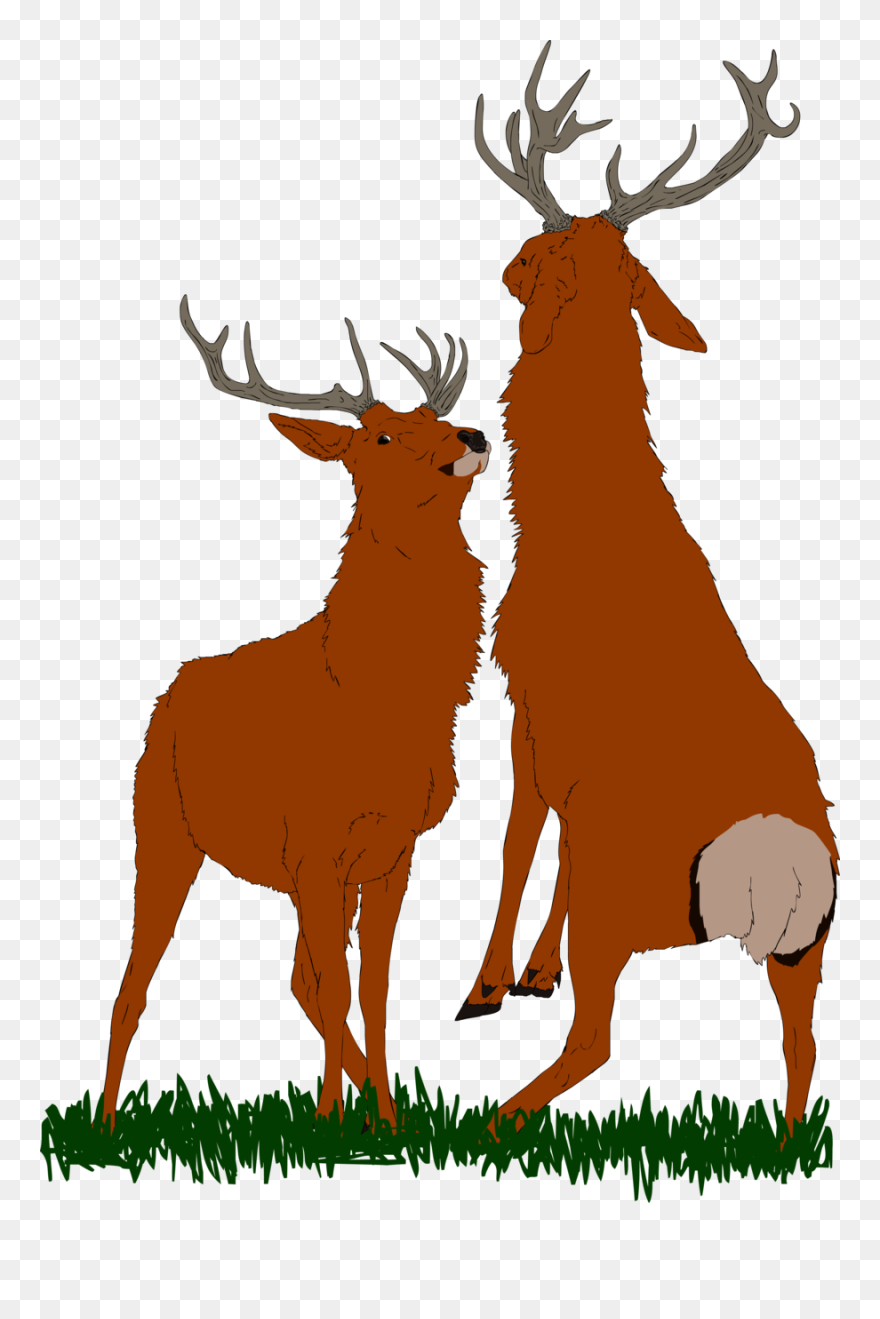 Bull Elk Png - Clip Art Transparent Png