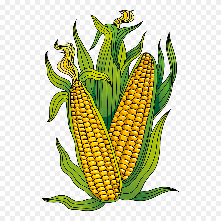 Corn Clipart - Corn Kernels - Png Download