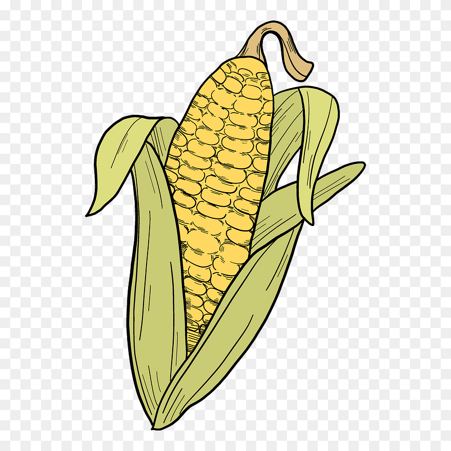 Corn Cob Clipart - Png Download