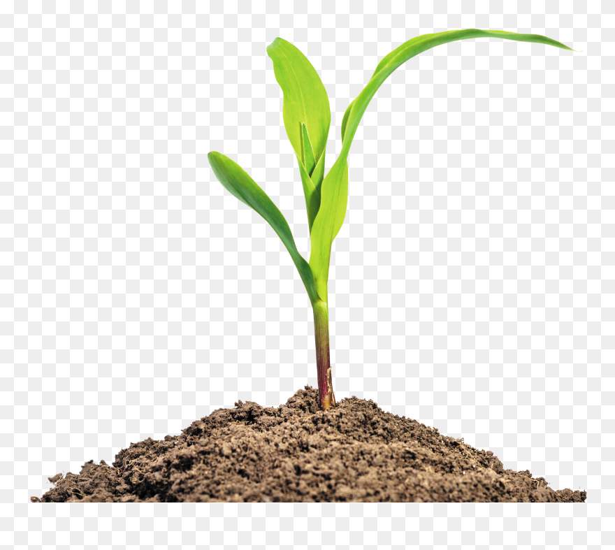 Maize Seedling Baby Corn Stock Photography Plant - Maize Seedling Png Clipart